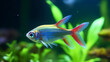 neon tetra Paracheirodon innesi isolated on a fish tank with blurred background