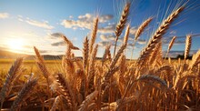 Closeup Of An Ear Of Wheat At The Golden Hour At Dawn Or Dusk In A Field Cultivated