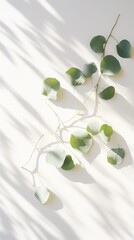 Wall Mural - Shadows of eucalyptus leaves, branches over white wall. Summer background, sunlight overlay, empty copy space, vertical