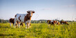Troupeau de vaches laitière en pleine nature broutant l'herbe fraiche au printemps.