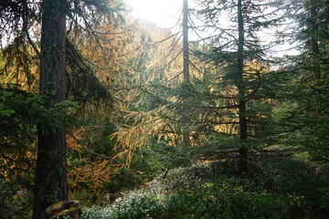 Wall Mural - Parc Naziunal Svizzer autumn vibes in the swiss national park with orange yellow leaves and mountain paths, hiking in herfst