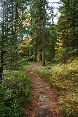 Wall Mural - path in autumn forest Parc Naziunal Svizzer