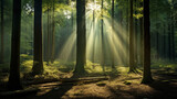 Fototapeta Las - A peaceful, misty forest, with a few rays of sunlight shining through the trees
