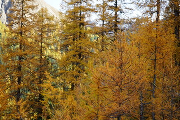 Wall Mural - Parc Naziunal Svizzer in autumn with fall colours