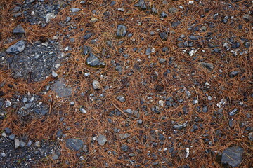 Wall Mural - texture of forest floor in the swiss national park in autumn Parc Naziunal Svizzer 