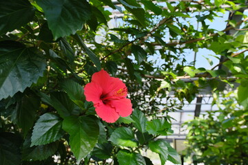 Canvas Print - ハイビスカス　hibiscus