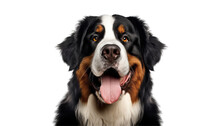 Bernese Mountain Dog Isolated On Transparent Background Cutout