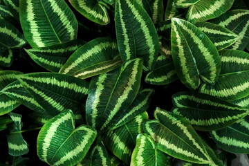 close up of schismatoglottis sp. (araceae) grown as an ornamental plant, leaves decoration. beautifu
