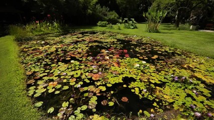 Wall Mural - Landscaping and garden design. View of a large pond growing tropical and hardy water lilies in the park. Beautiful floating green leaves foliage and colorful flowers.