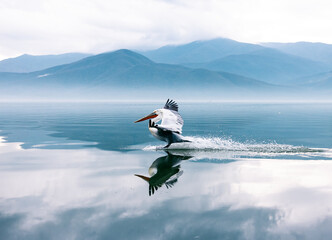 Wall Mural - pelican in flight over the water