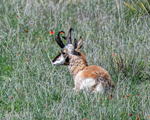 Wall Mural - antelope and wildflowers