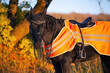  portrait of beautiful black dressage stallion  dressed in training protection cover  posing at sunny evening. autumn season