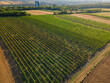  Drone view down on wheat and vineyards