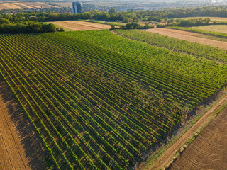  Drone view down on wheat and vineyards