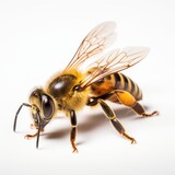 Fototapeta Zwierzęta - Close up shot of a bee. Isolated on white background