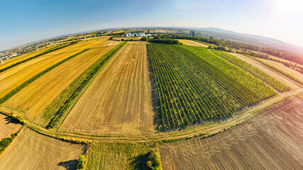 Fisheye Drone view down on wheat and vineyards