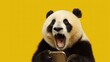 Panda with a mobile phone. Calls on speakerphone or video call. Bear poses and looks directly into the camera on an isolated background. 