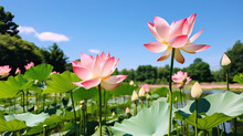 Panoramic Of Blooming Lotus Flower On Green Blurred Background.Colorful Water Lily Or Lotus Flower Attraction In The Pond .