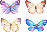 Fototapeta Motyle - Vector Watercolor painted butterfly. Hand drawn design elements isolated on white background.
