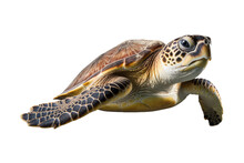 Sea Turtle Isolated On A Transparent Background, Green Sea Turtle Swimming Isolated. Generative AI
