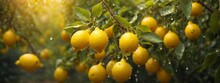 Lemons In A Tree
