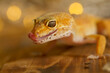 Leopard Gecko smile with bokeh background