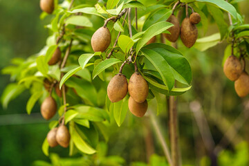 Sapodilla fruits and leaves hanging on it's tree 
(Manilkara zapota)