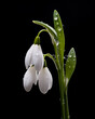Snowdrop flower isolated on black background