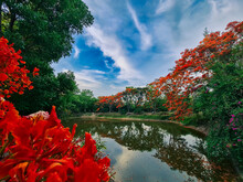 The Flame Tree Flowers In The Farm And The Lake