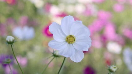 Wall Mural - 風に揺れる満開に咲いたコスモスの花