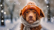 Portrait of a dog with a knitted gray scarf, and in a hat, walking in a snowstorm on a snowy street.