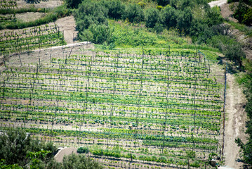 Wall Mural - Biancolella Vineyards - Ischia Island - Italy