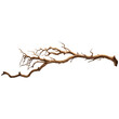 © aiartist - Tree branch isolated transparent, Generative AI
