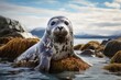 ross seal in ocean natural environment. Ocean nature photography