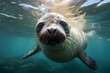 ross seal in ocean natural environment. Ocean nature photography