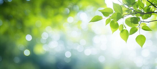 Wall Mural - sunny serenade. lush green foliage under springtime sun glow. nature canvas. vibrant spring bathed i