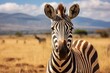 Generative AI : Zebras are several species of African equids