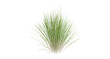 Bunches of grass on a transparent background. 3D rendering.	