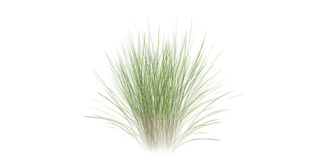 Fototapete - Bunches of grass on a transparent background. 3D rendering.	