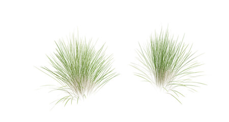 Fototapete - Bunches of grass on a transparent background. 3D rendering.	