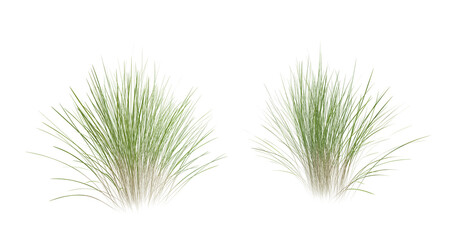Fototapete - Bunches of grass on a transparent background. 3D rendering.	