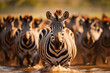 Zebras in water in National Park