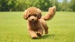 poodle puppy on grass