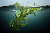 Fototapeta  - Seaweed Floating Alone Against Clear Background
