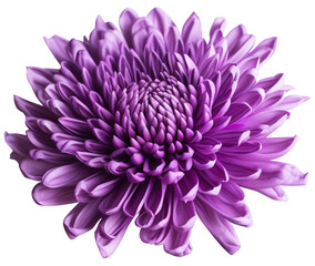 Wall Mural - colorful chrysanthemum flower cutout without background