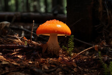 Red Wild Autumn Nature Grass Plant Mushroom Season Closeup Fungus White Forest Fungi