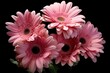 Beautiful pink gerber flowers. Generative AI