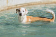 Adult female dog relaxed in a fountain in summer