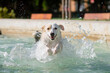 Active adult female dog playing and jumping happily in a fountain