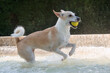 Adult female dog playing and running happily with a tennis ball in a fountain